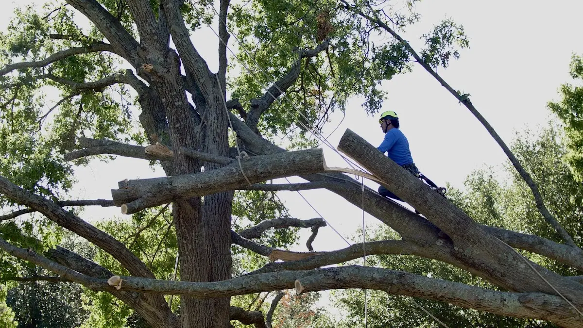 Professional Hazardous Tree Removal performed by certified arborists in Burke